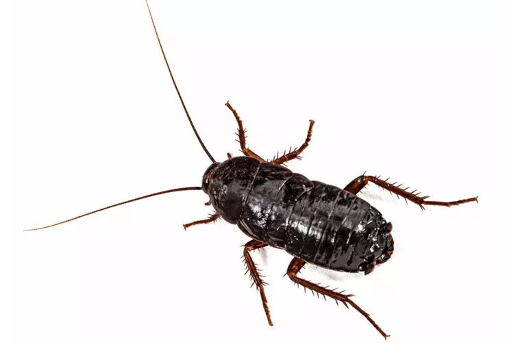 черный таракан (восточный таракан, Blatta orientalis)
